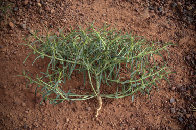 APII jpeg image of Euphorbia boophthona  © contact APII