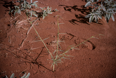 APII jpeg image of Euphorbia tannensis subsp. eremophila  © contact APII