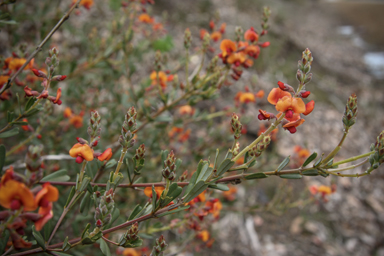 APII jpeg image of Gastrolobium velutinum  © contact APII