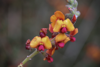 APII jpeg image of Gastrolobium velutinum  © contact APII