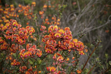 APII jpeg image of Gastrolobium velutinum  © contact APII