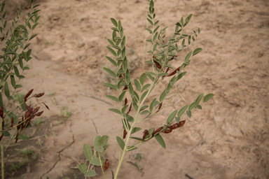 APII jpeg image of Glycyrrhiza glabra  © contact APII