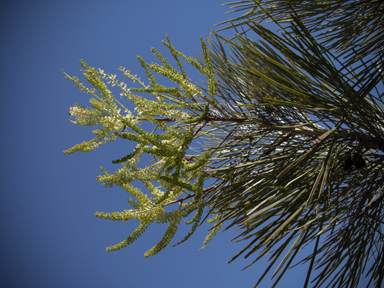 APII jpeg image of Grevillea pyramidalis  © contact APII