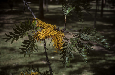 APII jpeg image of Grevillea robusta  © contact APII