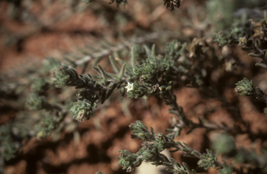 APII jpeg image of Euploca ballii  © contact APII