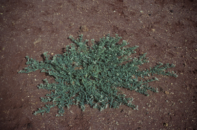 APII jpeg image of Heliotropium curassavicum  © contact APII