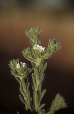 APII jpeg image of Euploca styotricha  © contact APII