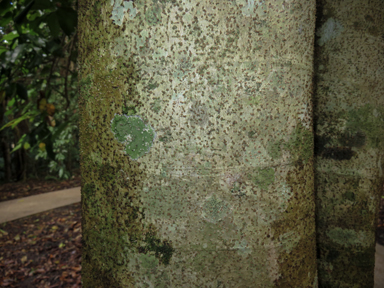 APII jpeg image of Idiospermum australiense  © contact APII