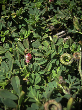 APII jpeg image of Indigofera circinella  © contact APII