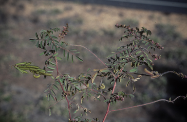 APII jpeg image of Indigofera hirsuta  © contact APII