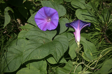 APII jpeg image of Ipomoea purpurea  © contact APII