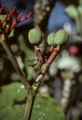 APII jpeg image of Jatropha podagrica  © contact APII