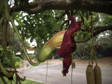 APII jpeg image of Kigelia africana  © contact APII