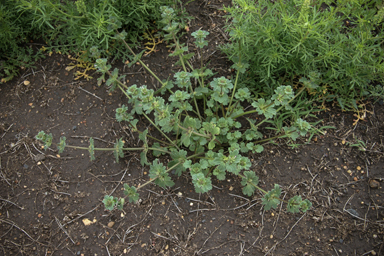 APII jpeg image of Lamium amplexicaule  © contact APII