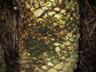 APII jpeg image of Lepidozamia peroffskyana  © contact APII