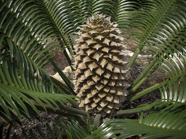 APII jpeg image of Lepidozamia peroffskyana  © contact APII
