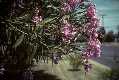 APII jpeg image of Nerium oleander  © contact APII