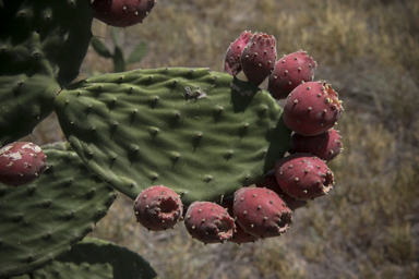 APII jpeg image of Opuntia tomentosa  © contact APII