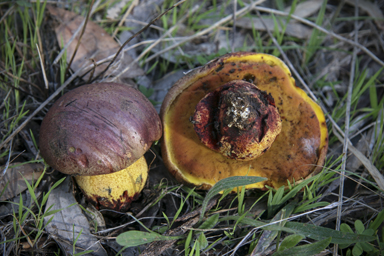 APII jpeg image of Phlebopus marginatus  © contact APII