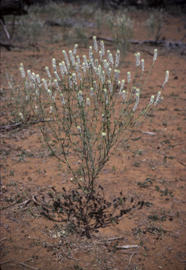 APII jpeg image of Pimelea trichostachya  © contact APII