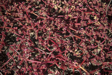 APII jpeg image of Portulaca oleracea  © contact APII