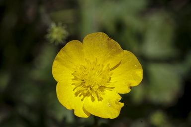 APII jpeg image of Ranunculus repens  © contact APII