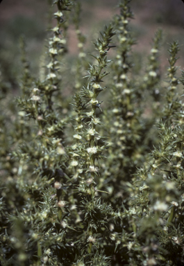 APII jpeg image of Salsola australis  © contact APII