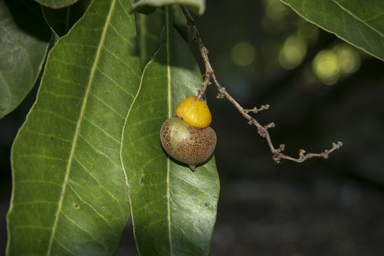 APII jpeg image of Semecarpus australiensis  © contact APII