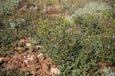 APII jpeg image of Senecio glossanthus  © contact APII