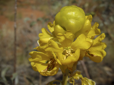 APII jpeg image of Senna venusta  © contact APII