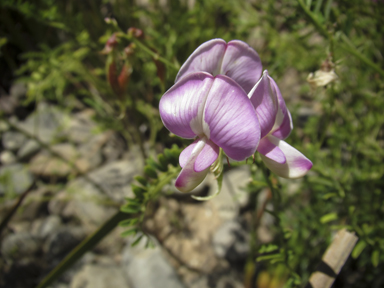 APII jpeg image of Swainsona sejuncta  © contact APII