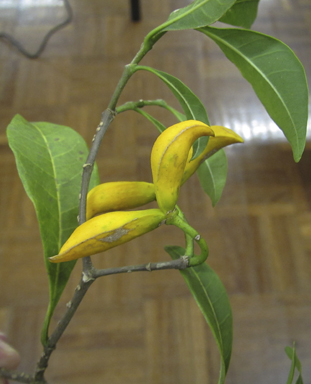 APII jpeg image of Tabernaemontana pandacaqui  © contact APII