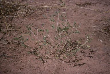 APII jpeg image of Tephrosia rosea  © contact APII