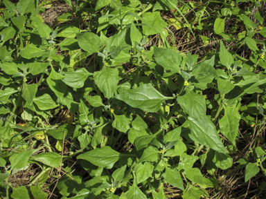 APII jpeg image of Tetragonia tetragonoides  © contact APII