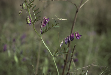 APII jpeg image of Vicia villosa subsp. eriocarpa  © contact APII