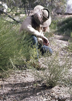 APII jpeg image of Daviesia aphylla x nematophylla  © contact APII