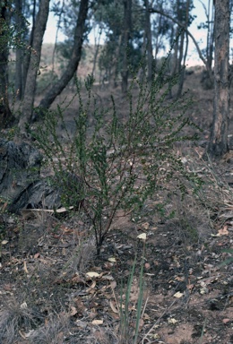 APII jpeg image of Daviesia buxifolia  © contact APII