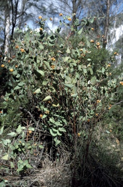 APII jpeg image of Daviesia cordata  © contact APII