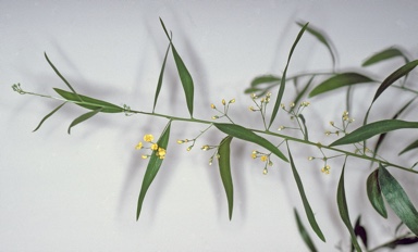 APII jpeg image of Daviesia flava  © contact APII