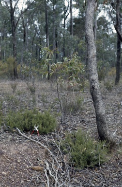 APII jpeg image of Daviesia genistifolia  © contact APII