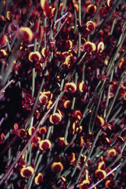 APII jpeg image of Daviesia hakeoides subsp. subnuda  © contact APII