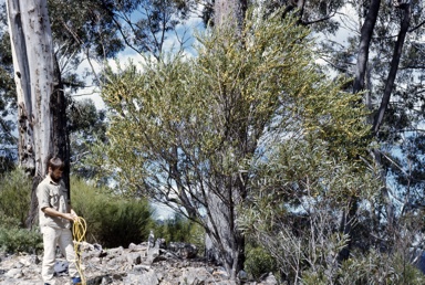 APII jpeg image of Daviesia suaveolens  © contact APII