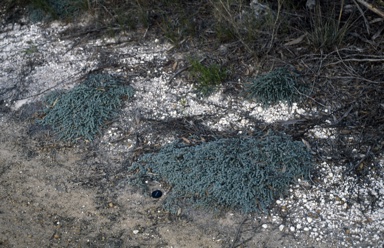 APII jpeg image of Pultenaea daena  © contact APII