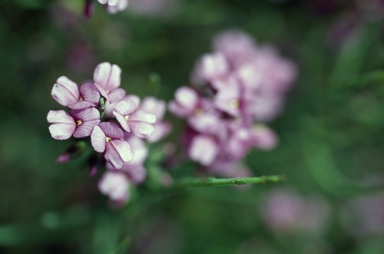 APII jpeg image of Sphaerolobium pulchellum  © contact APII