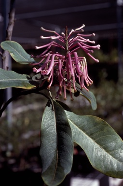 APII jpeg image of Oreocallis grandiflora  © contact APII