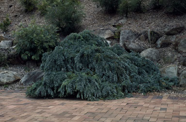 APII jpeg image of Acacia baileyana  © contact APII