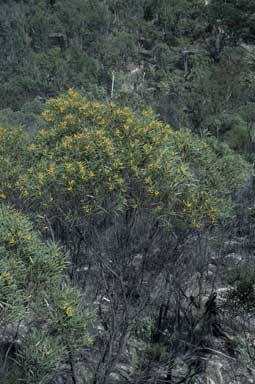 APII jpeg image of Acacia caroleae  © contact APII