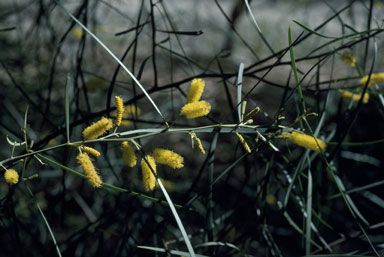 APII jpeg image of Acacia caroleae  © contact APII
