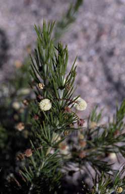 APII jpeg image of Acacia cedroides  © contact APII