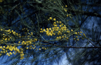 APII jpeg image of Acacia dangarensis  © contact APII